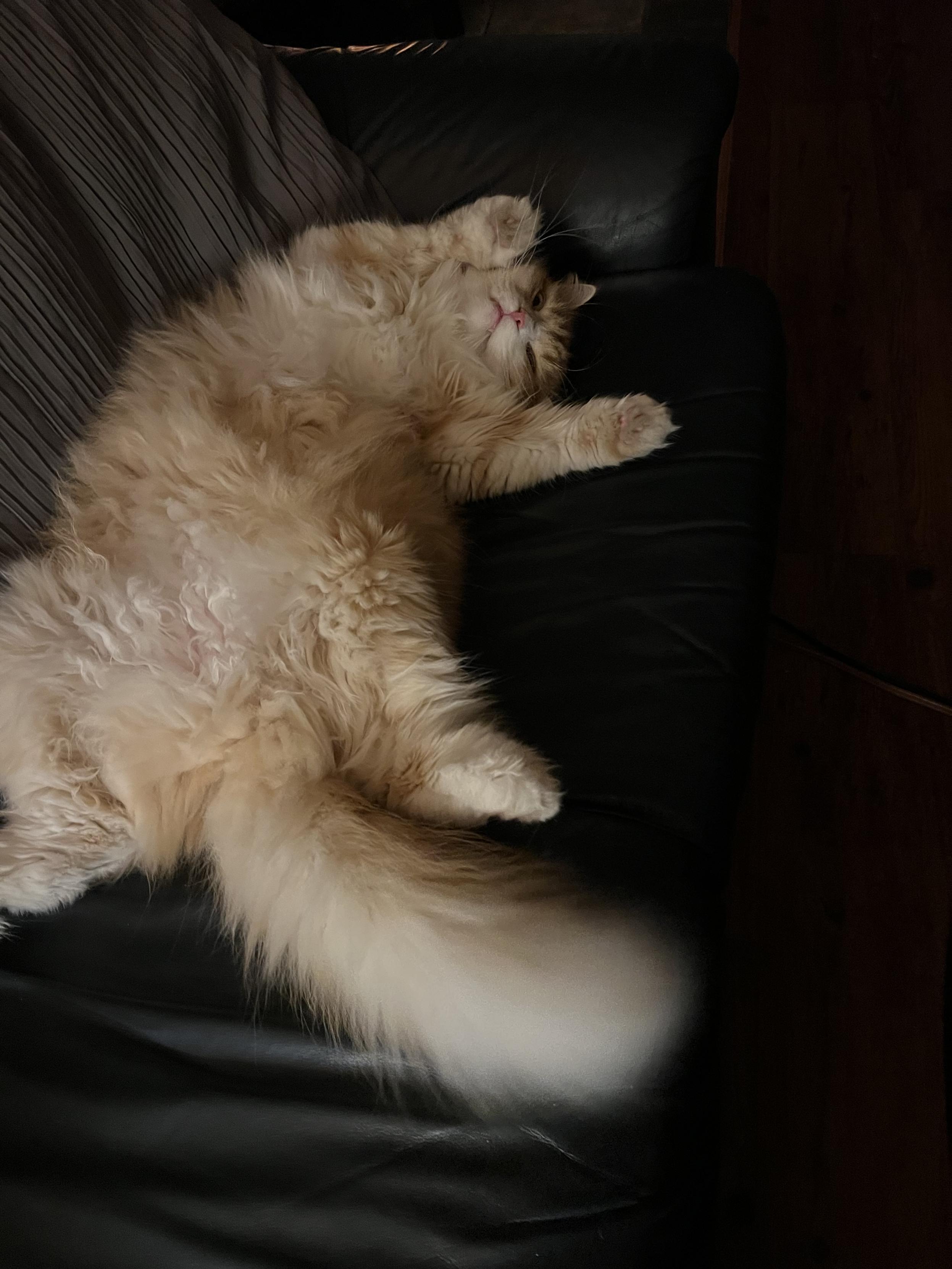 Gus lounges on his back in the warmth of the wood stove. He looks decidedly content and his tail is extra floofy.